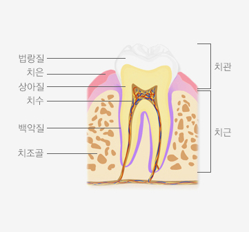 치아미백센터